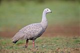 Cape Barren Gooseborder=